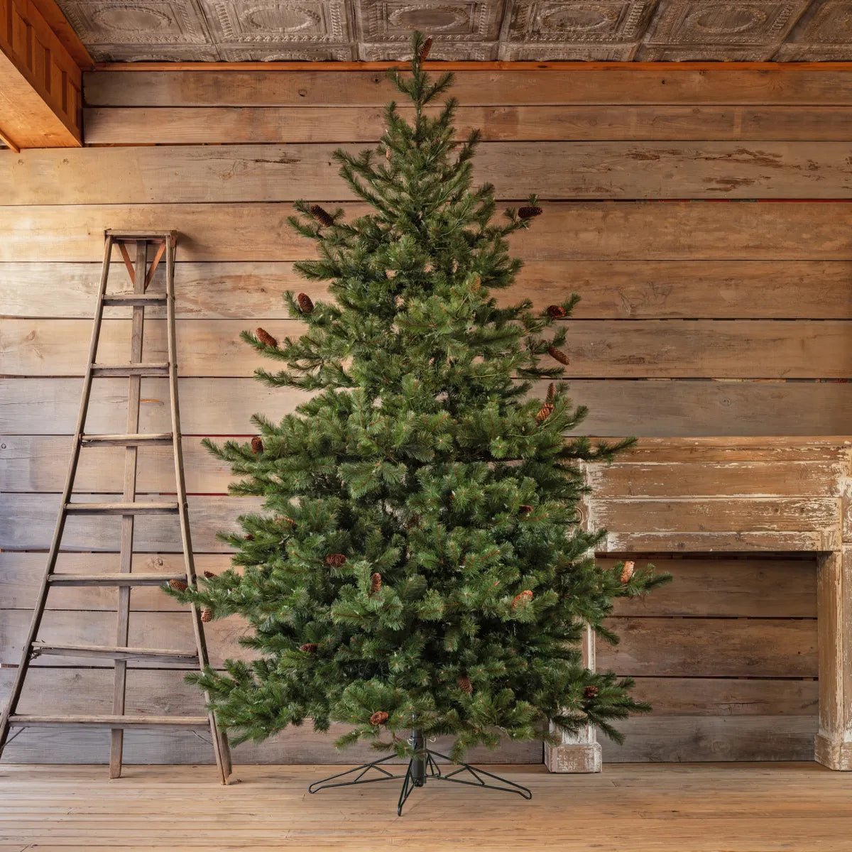 9.5&#39; Carolina Spruce Tree - A Cottage in the City