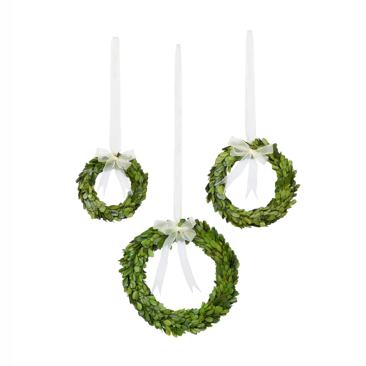 Preserved Boxwood Wreaths with Ivory Ribbon Set