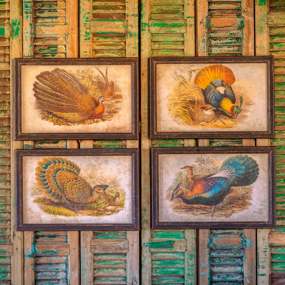 Peacock Pheasant Prints Set