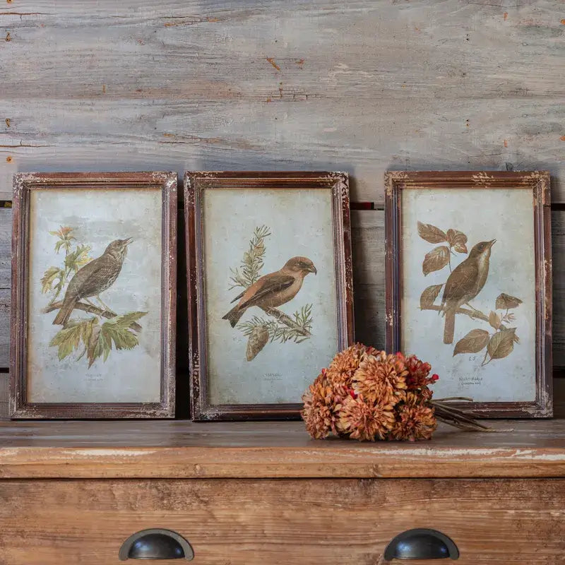 Collected Bird Print Set