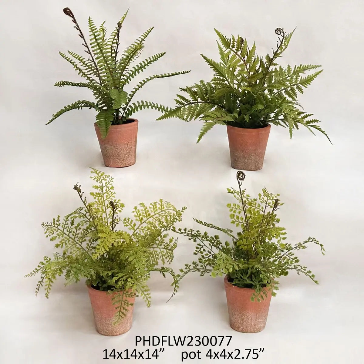 Potting Shed Fern Collection