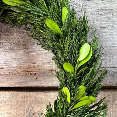 Cedar And Boxwood Wreath With Burgundy Ribbon Set