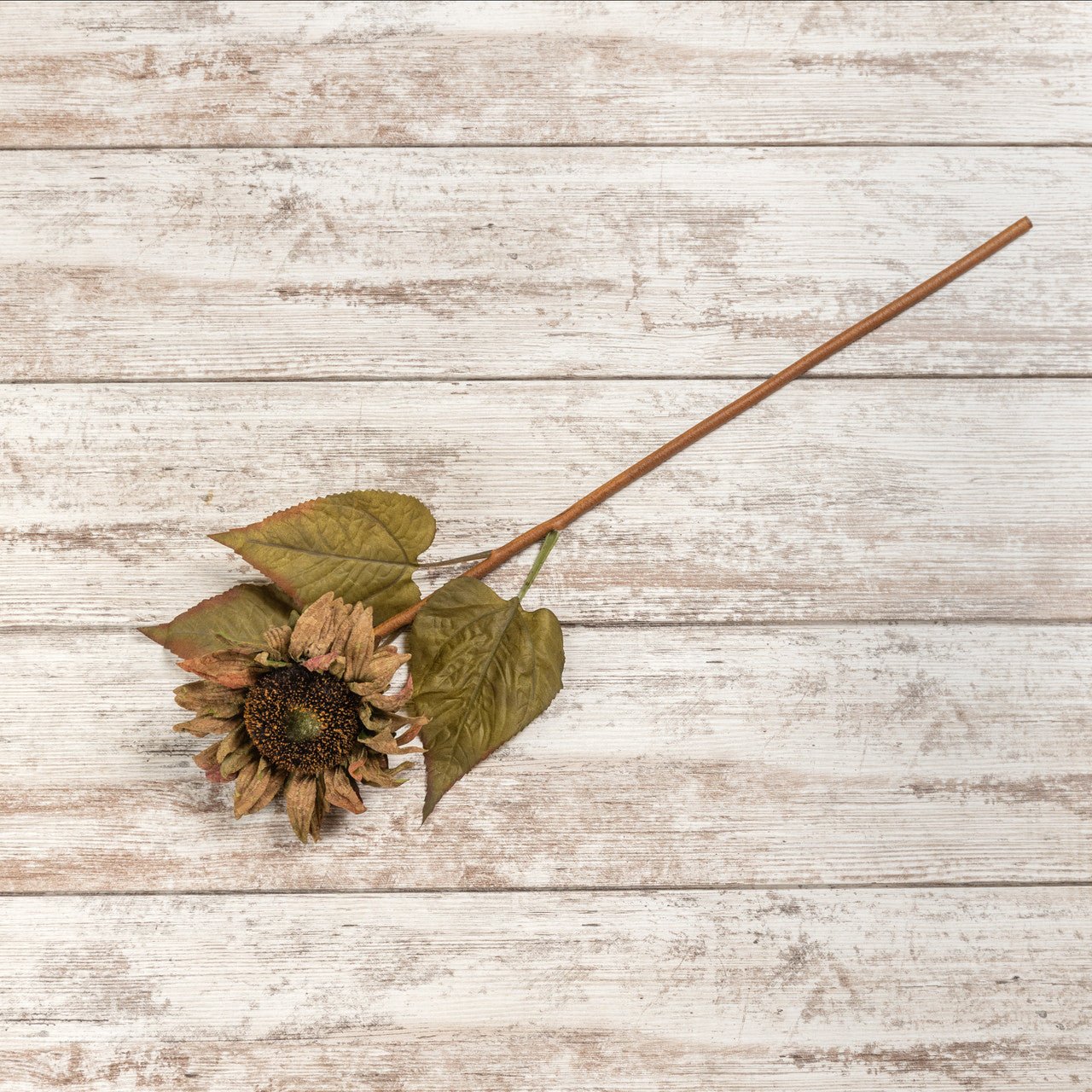 Aged Sunflower Stem - A Cottage in the City