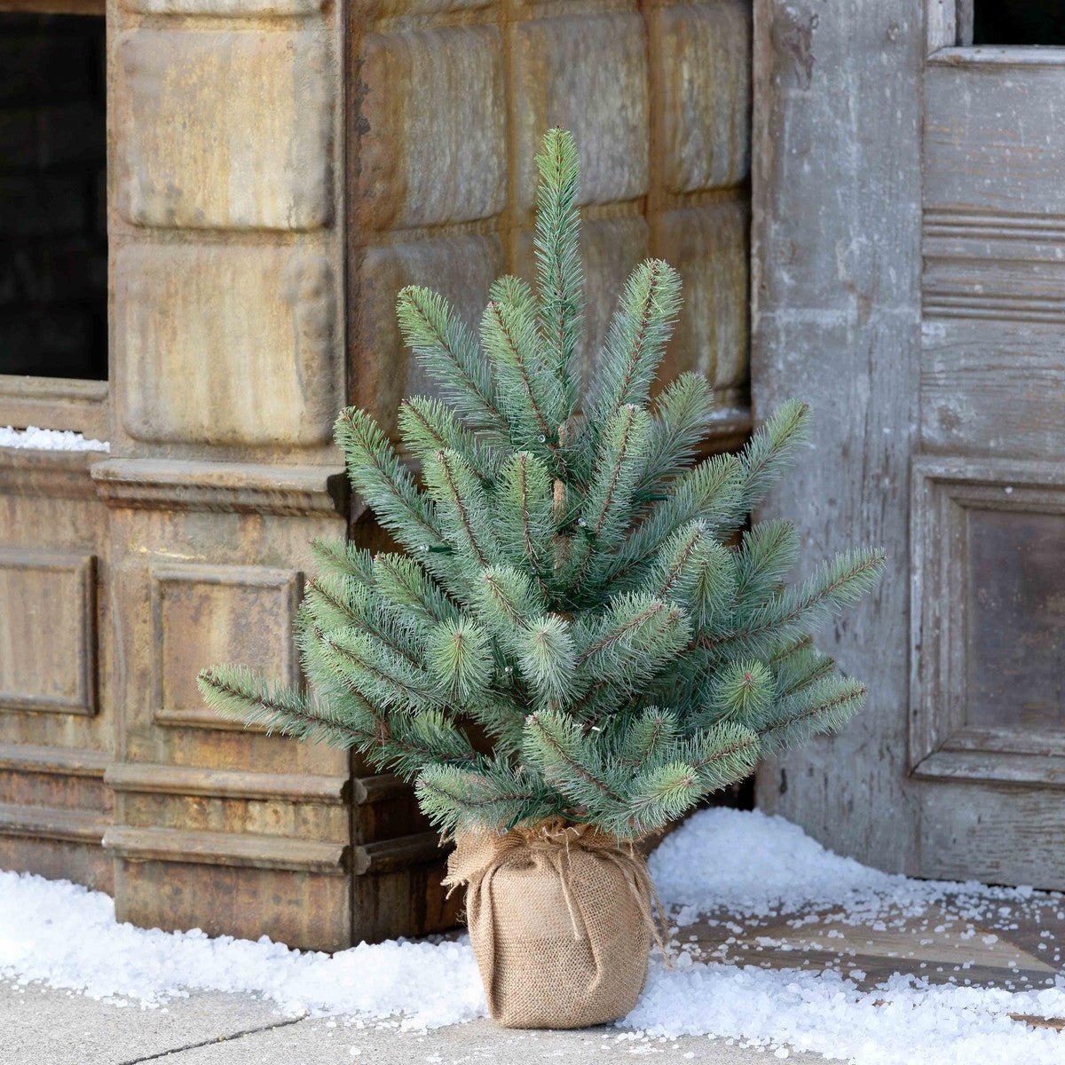 Blue Spruce Seedling With LED Lights & Burlap Base - A Cottage in the City