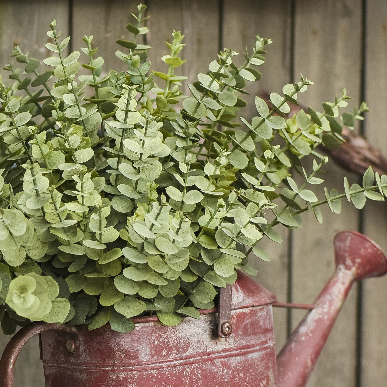 Eucalyptus Bundle